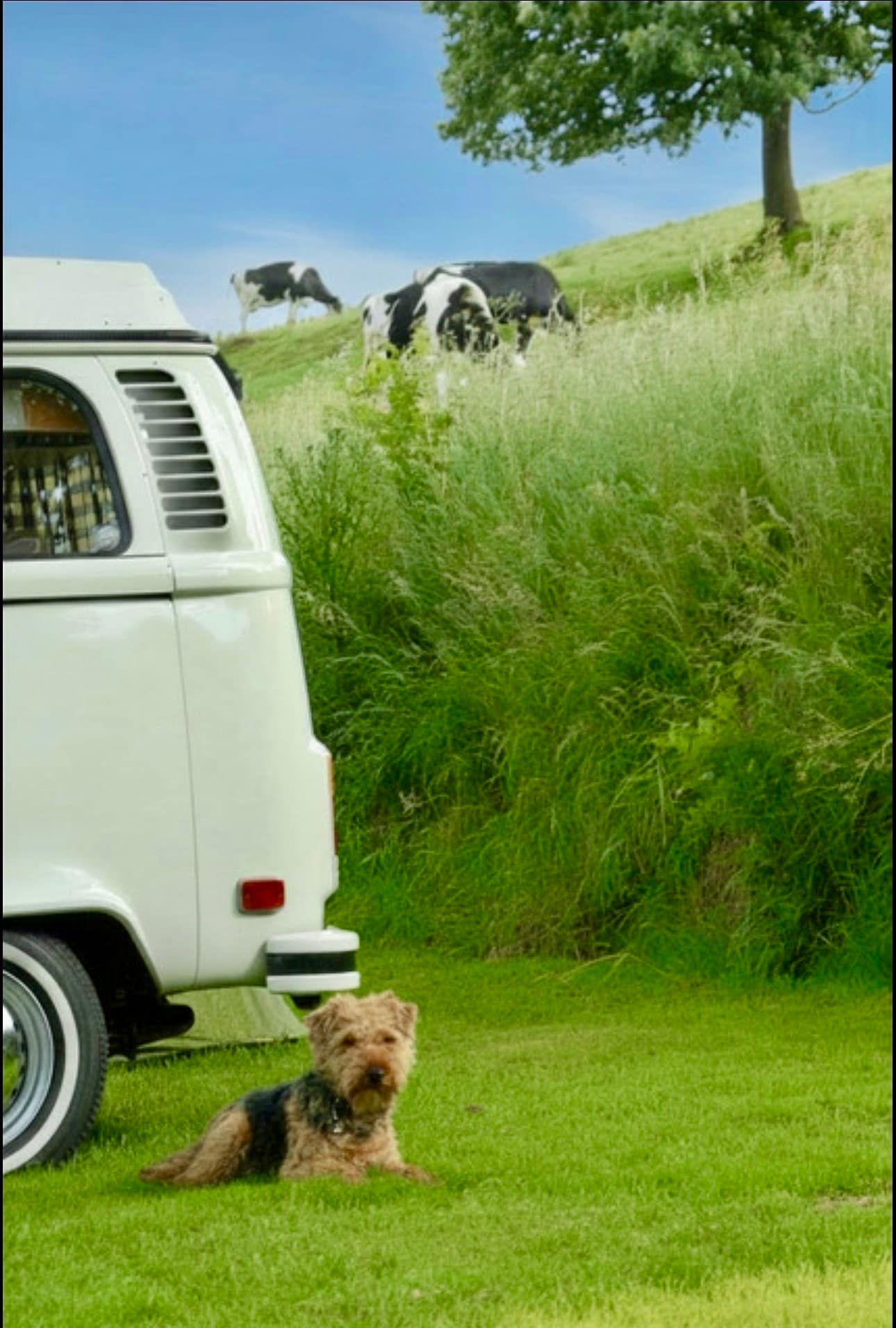 Dog friendly campsite, adult only campsite, batcombe vale, Batcombe Vale Campsite, Bruton, Somerset
