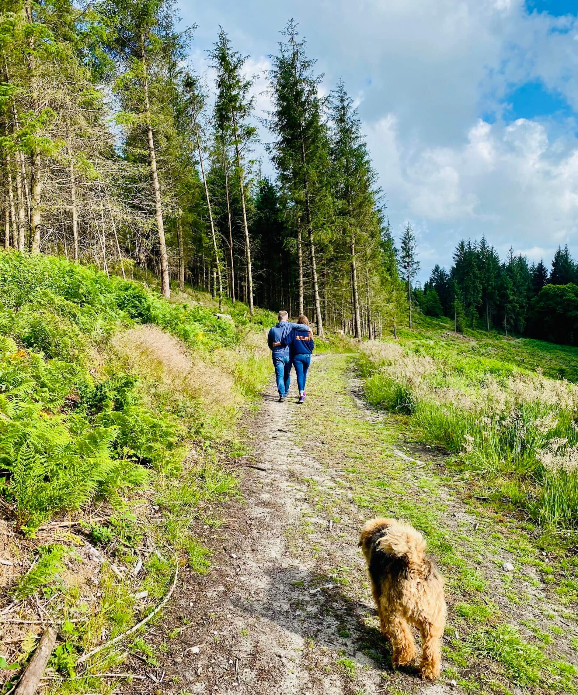 Dog-friendly countryside path at King Alfred's Tower near Batcombe Vale Campsite in the Somerset countryside