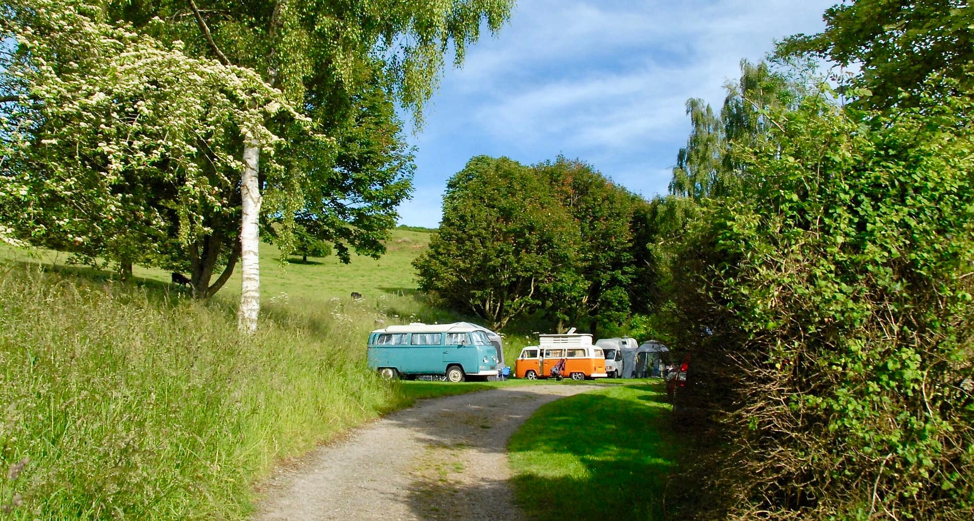 Batcombe Vale, adult only, dog friendly, campervans on campsite, rolling hills, Batcombe Vale CampsiteSomerset, Campsite