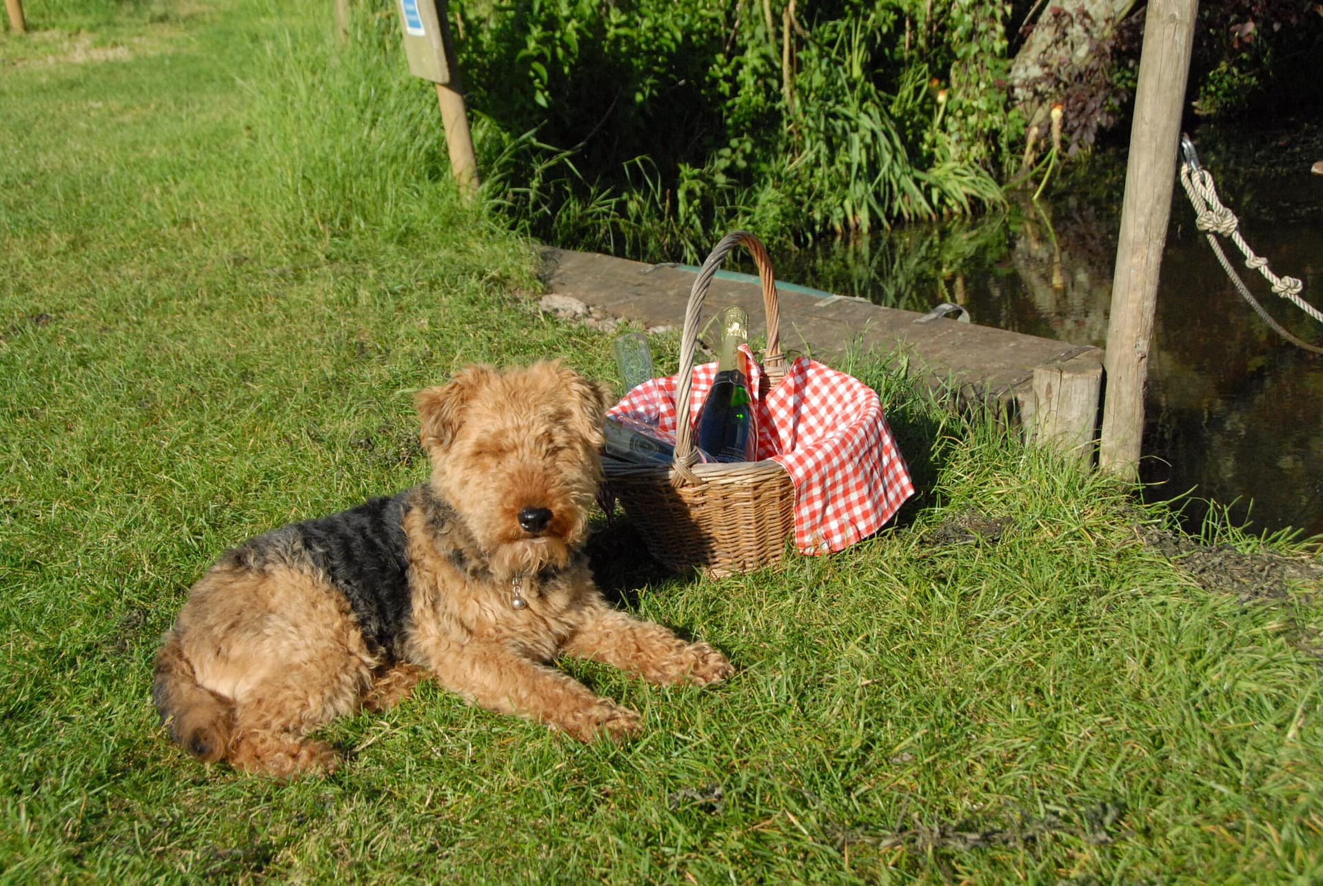 Campsite mascot celebrating on Batcombe Vale Campsite, dogs very welcome