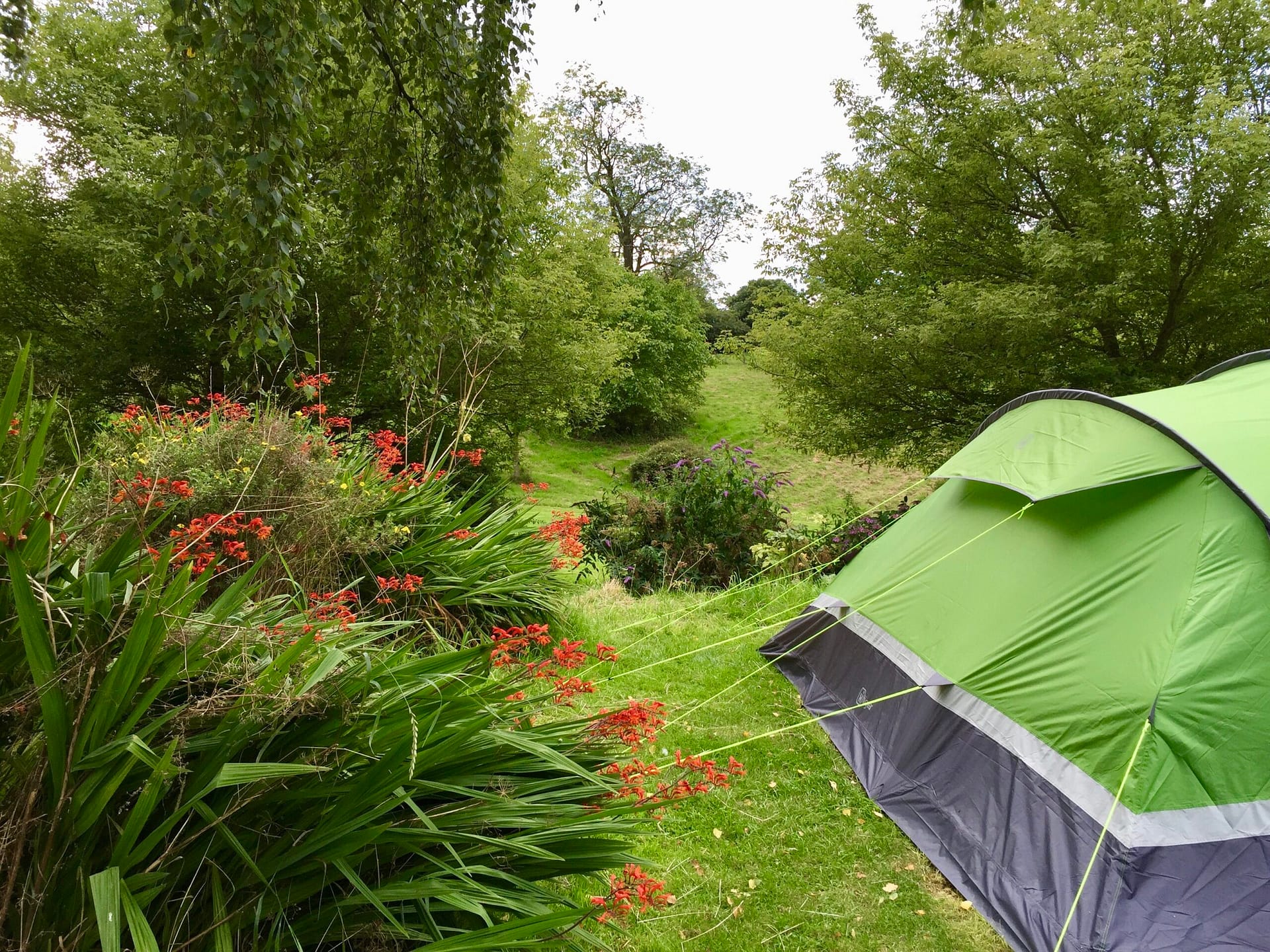 Batcombe Vale Campsite, Batcombe Vale, Somerset, Tent, adult-only, dog friendly