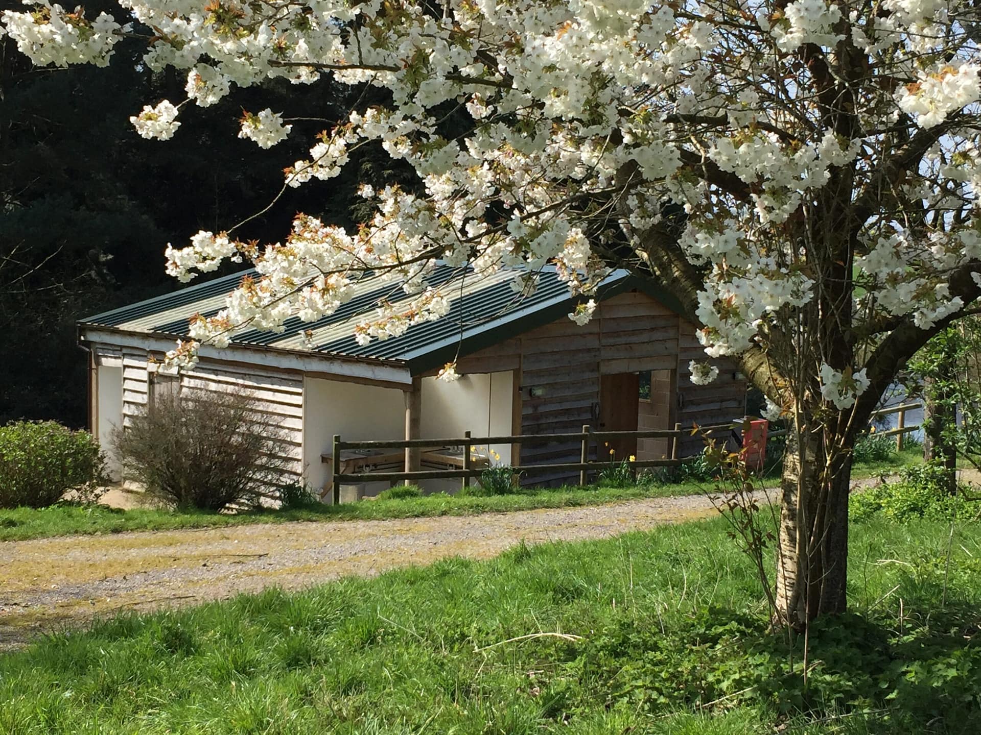 Clean loo and shower block at Batcombe Vale Campsite with blossom tree in front