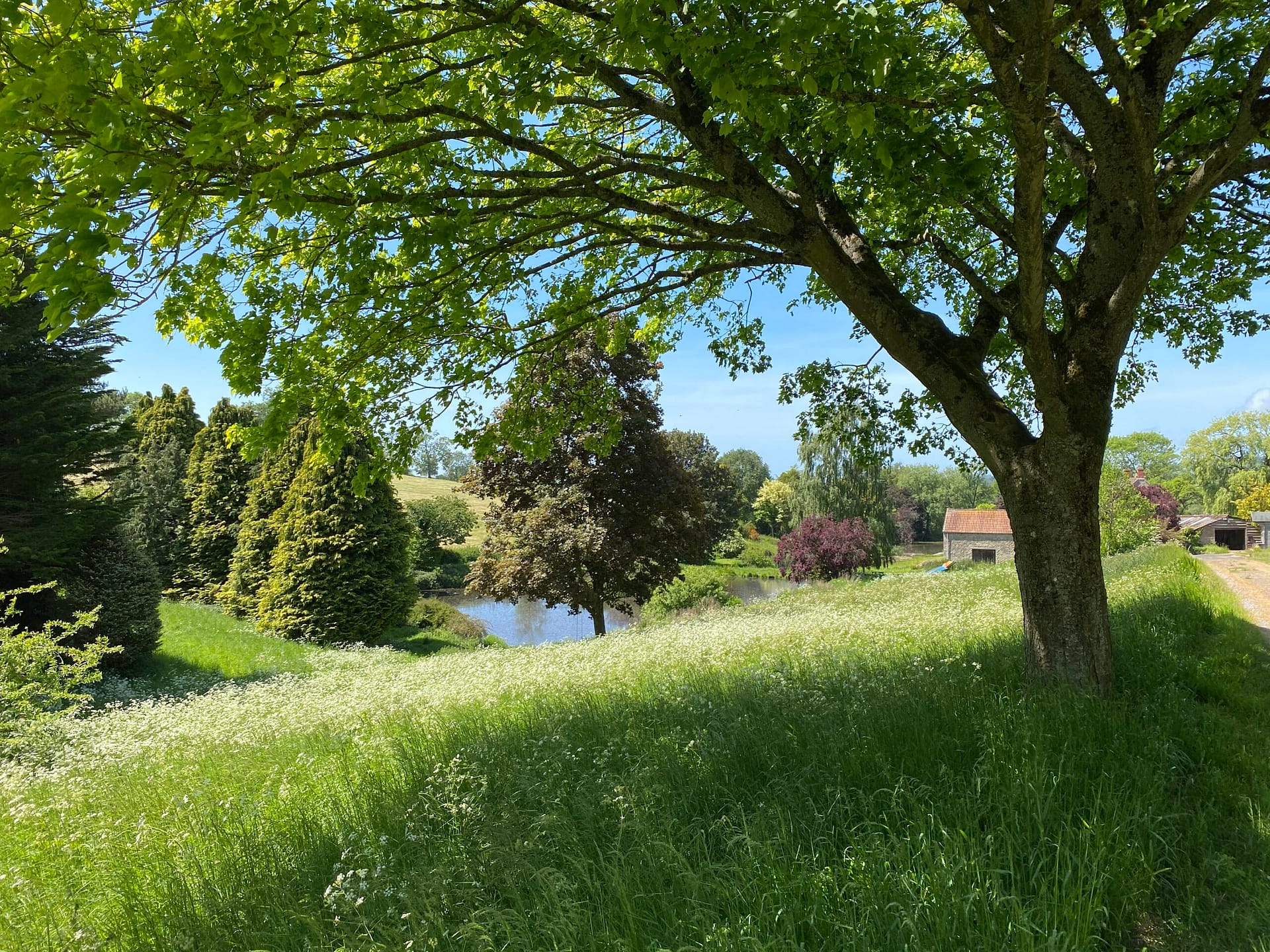 No Mow May