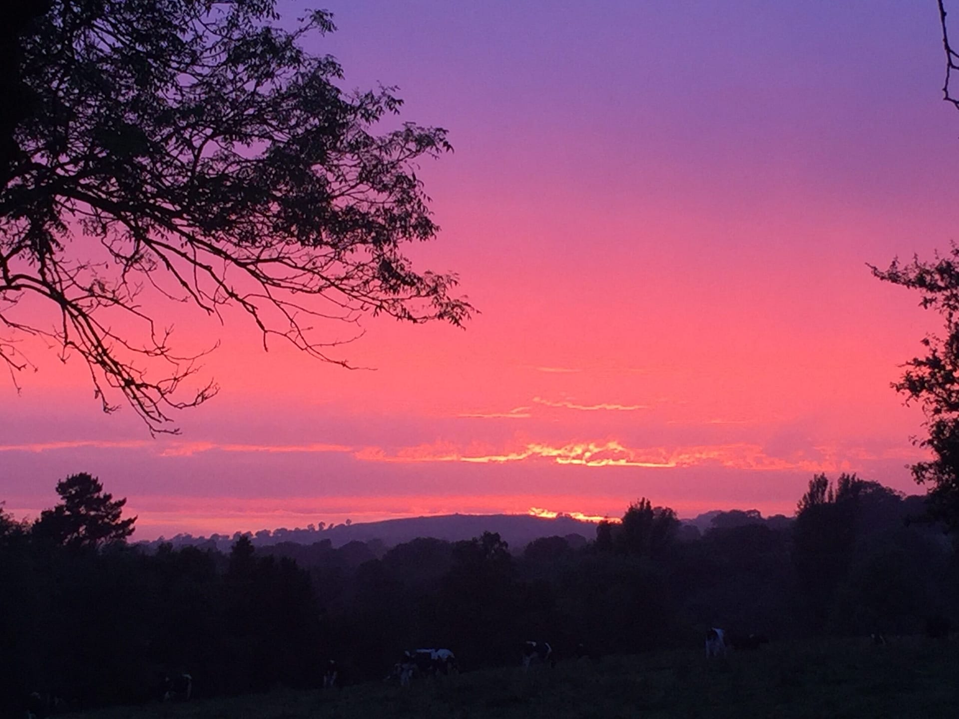 Pink and purple sunset over Batcombe Vale Campsite with silhouetted trees
Title: Sunset at Batcombe Vale