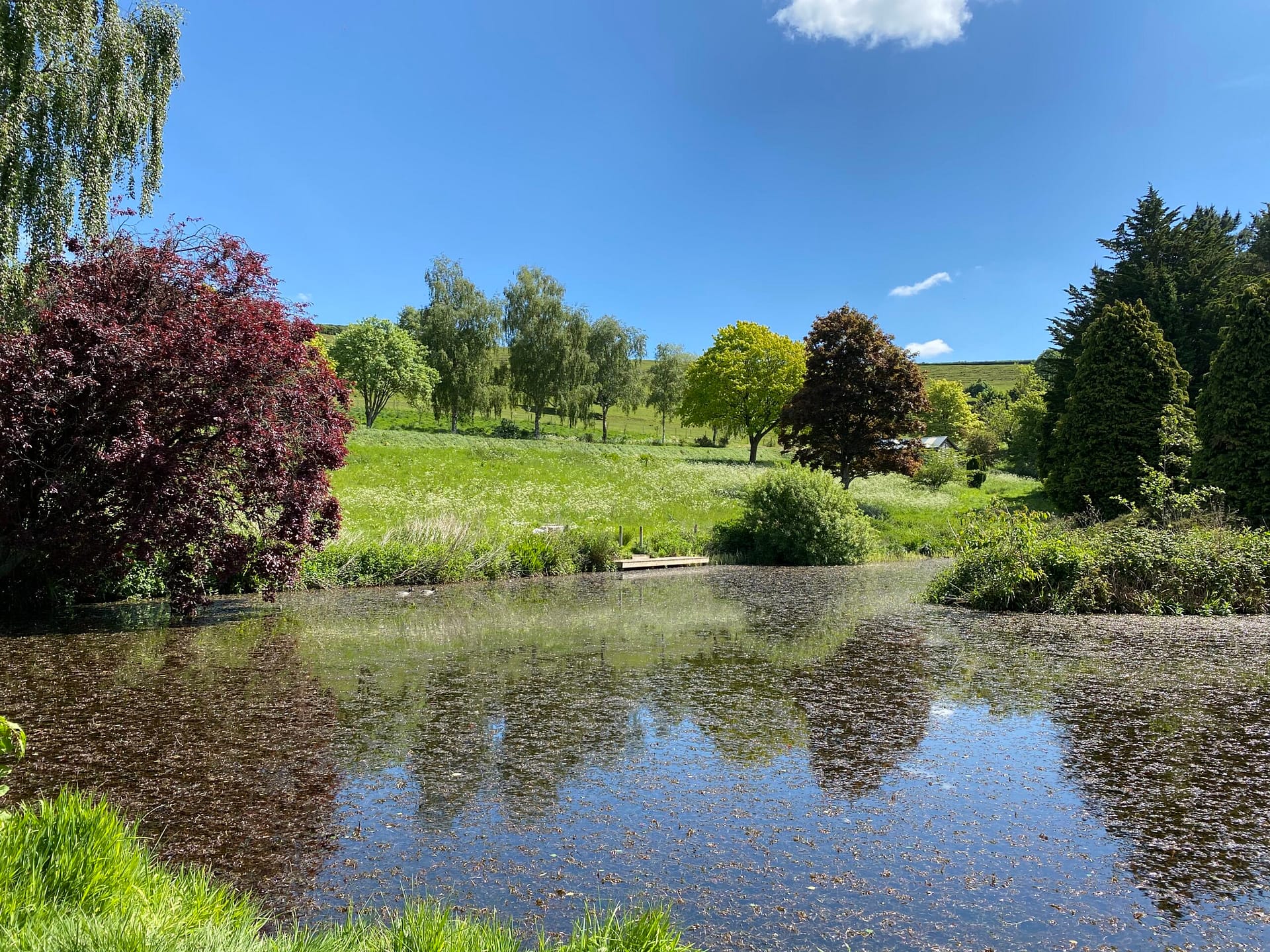 Small reflective lake at Batcombe Vale Campsite with trees and wildflower margins