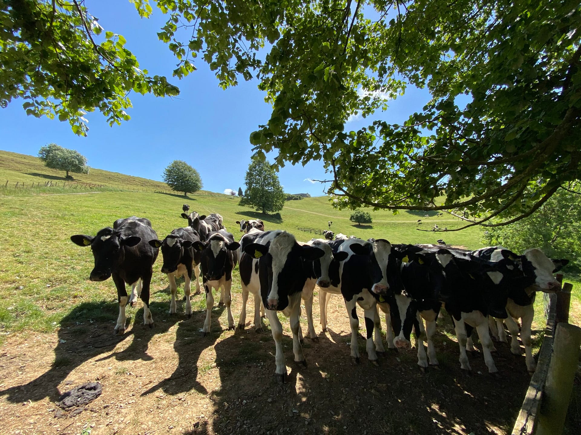 : Herd of cows near the field edge at Batcombe Vale showing neighbouring farmland views