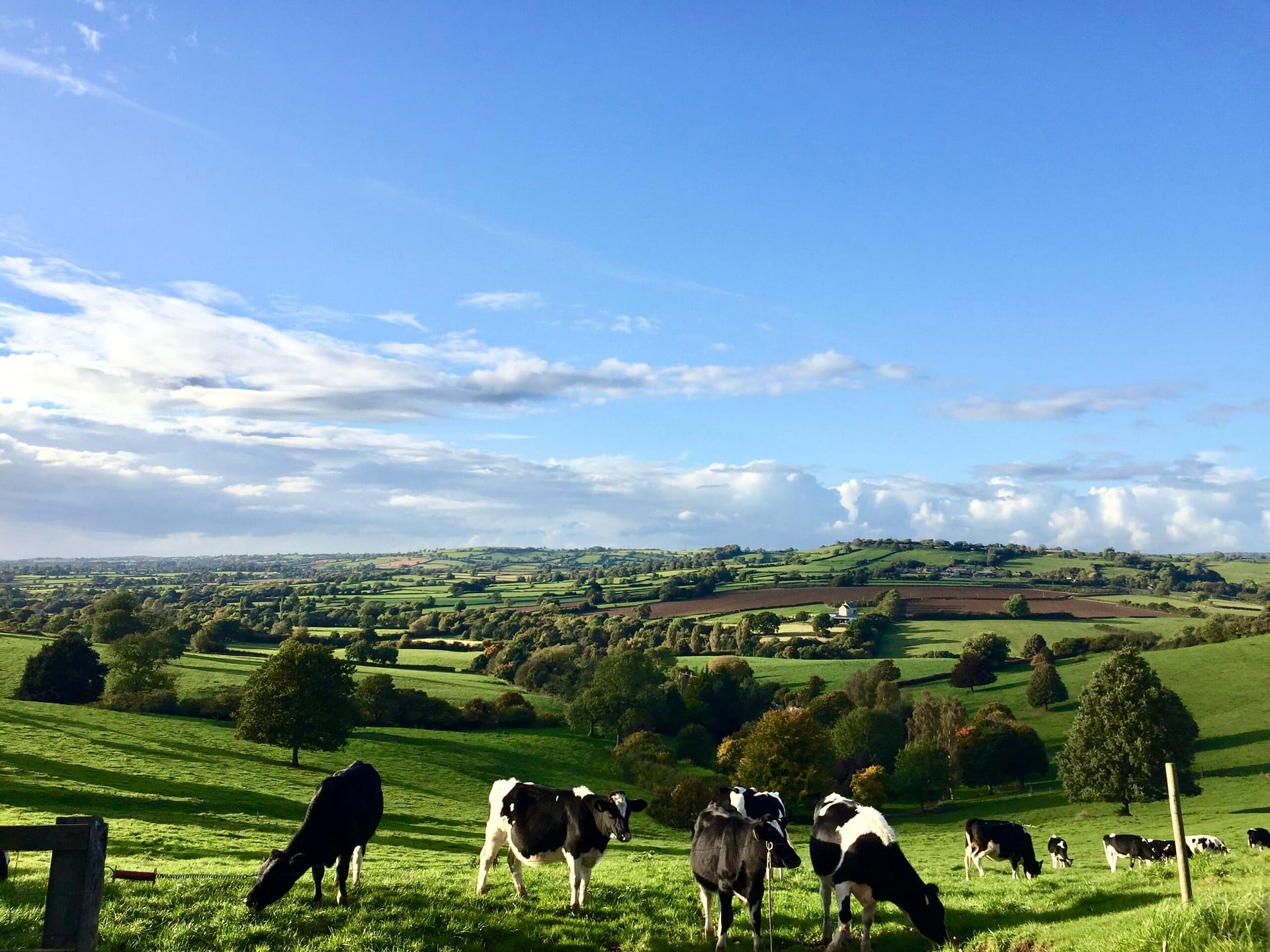 Somerset countryside overlooking Batcombe Vale Campsite with cows, rolling hills and open green fields
