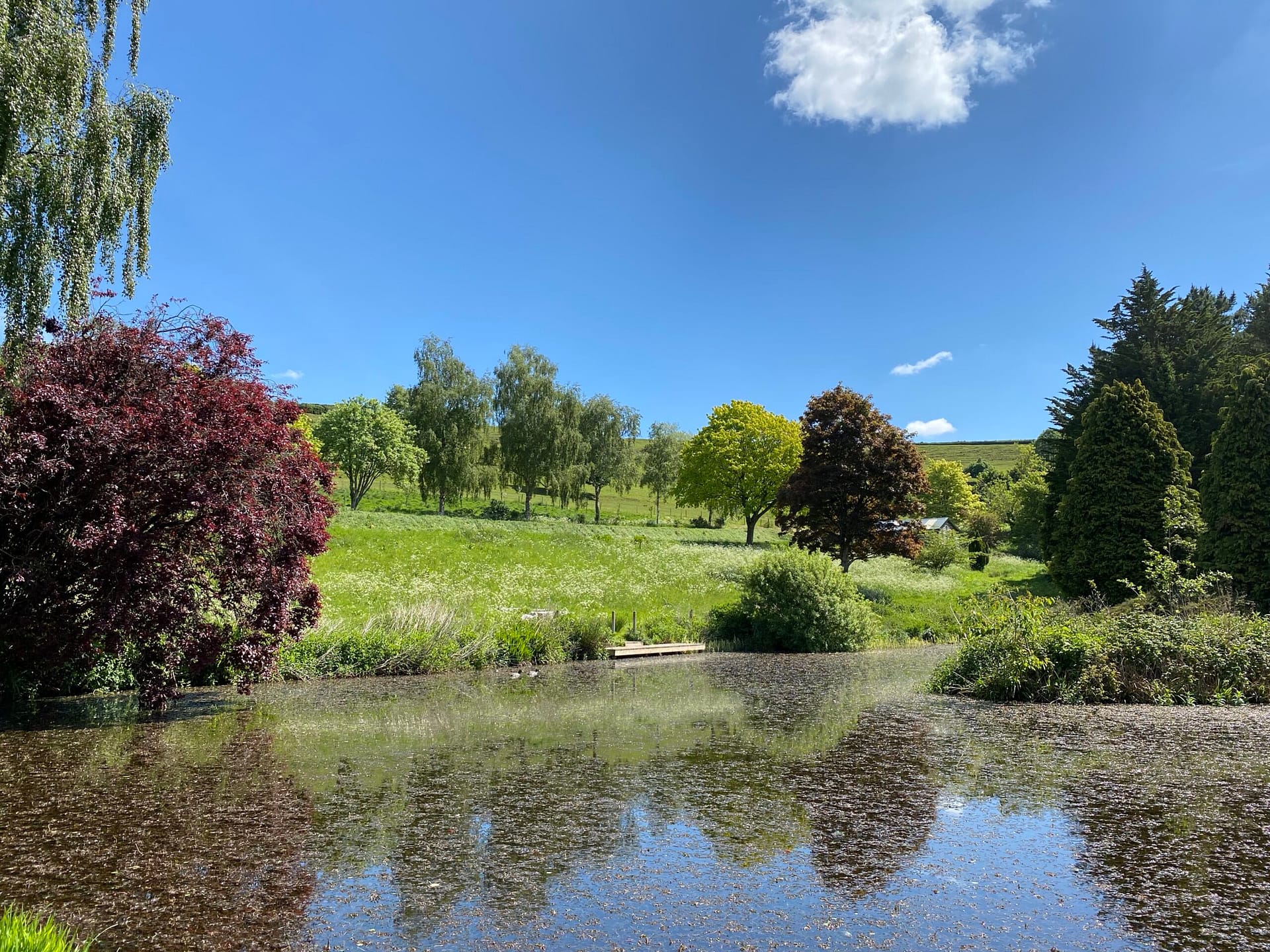 A quiet wildlife lake reflecting green trees and rolling Somerset hills with a wooden pontoon at Batcombe Vale campsite