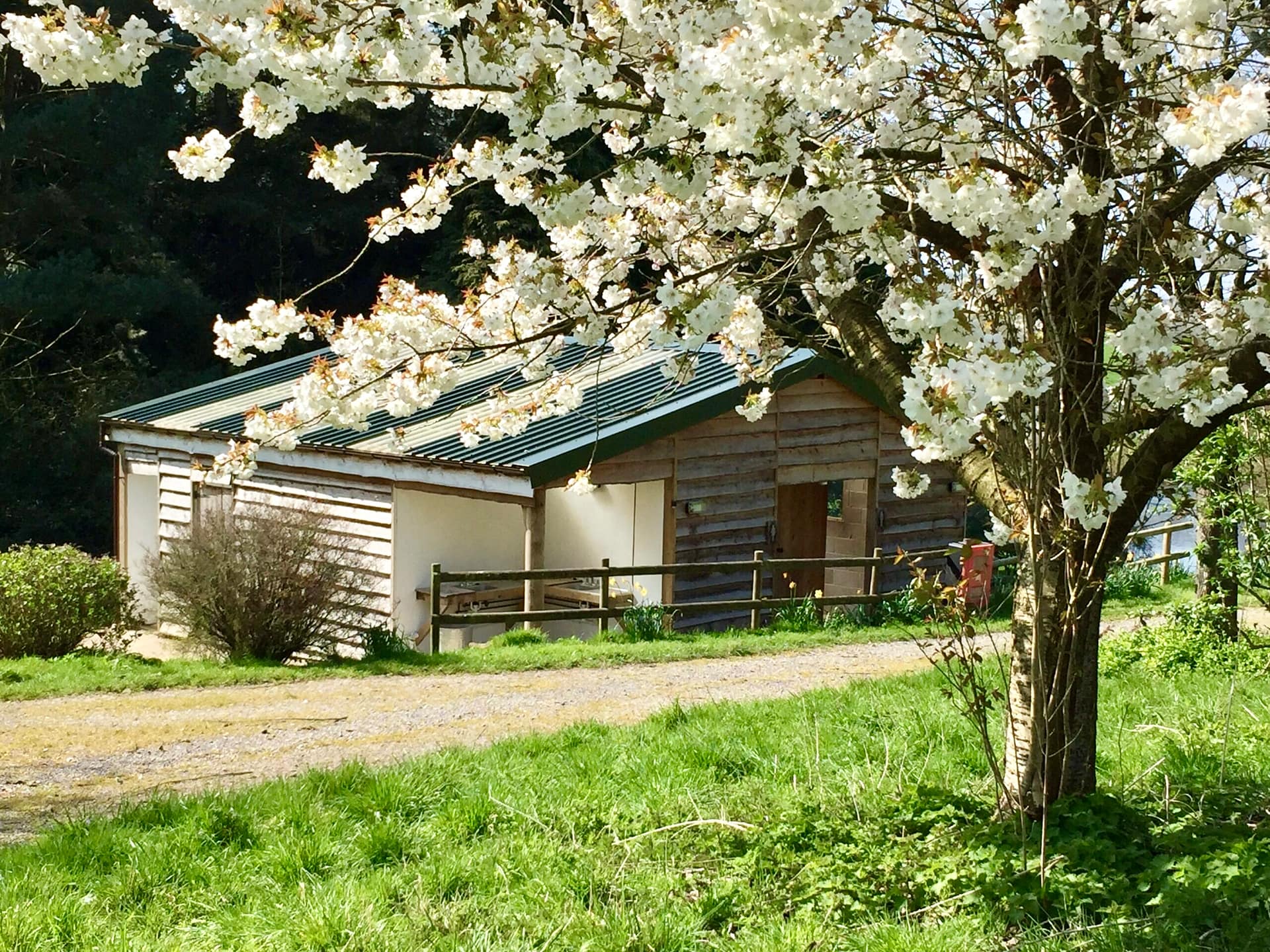 A charming wooden log cabin shower and toilet block framed by climbing pink roses at Batcombe Vale campsite in Somerset.