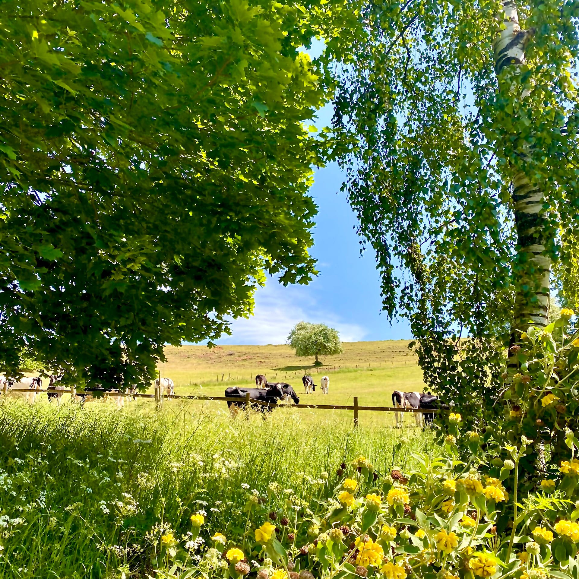 Cows in fields around Batcombe Vale Campsite