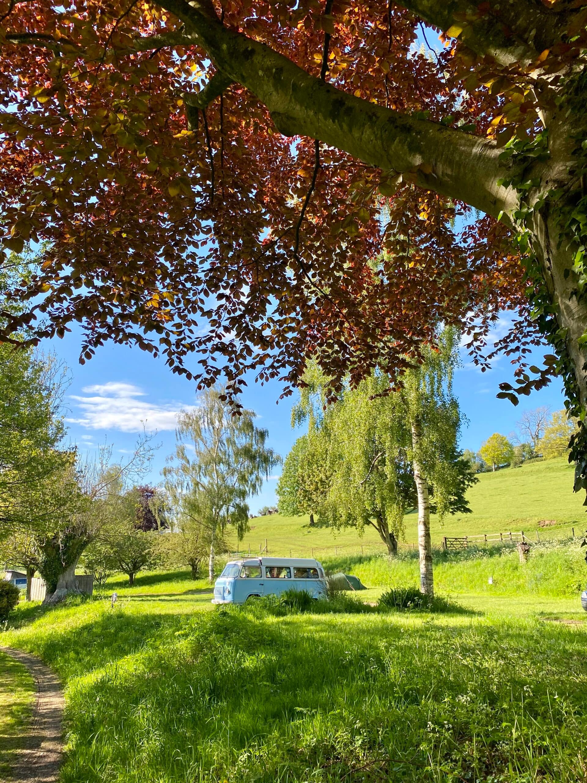 Tent pitch at Batcombe Vale Campsite set under mature trees with surrounding green slopes