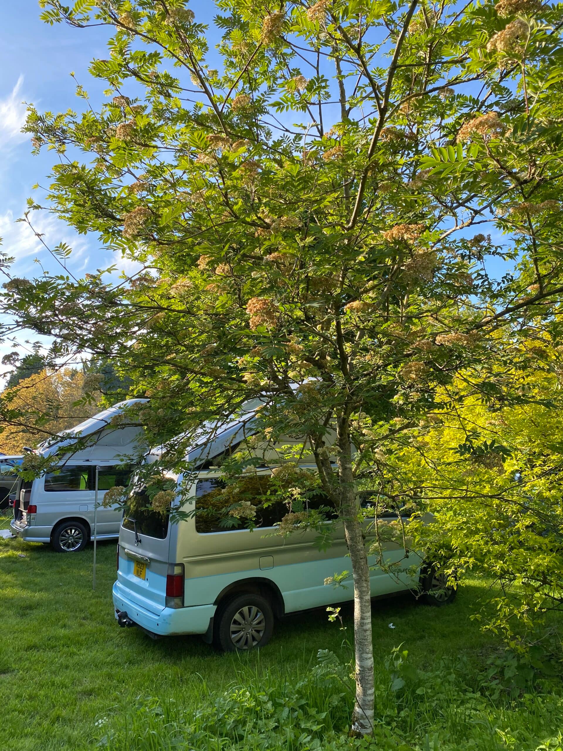 Campervan pitched side by side under a tree at Batcombe Vale Campsite