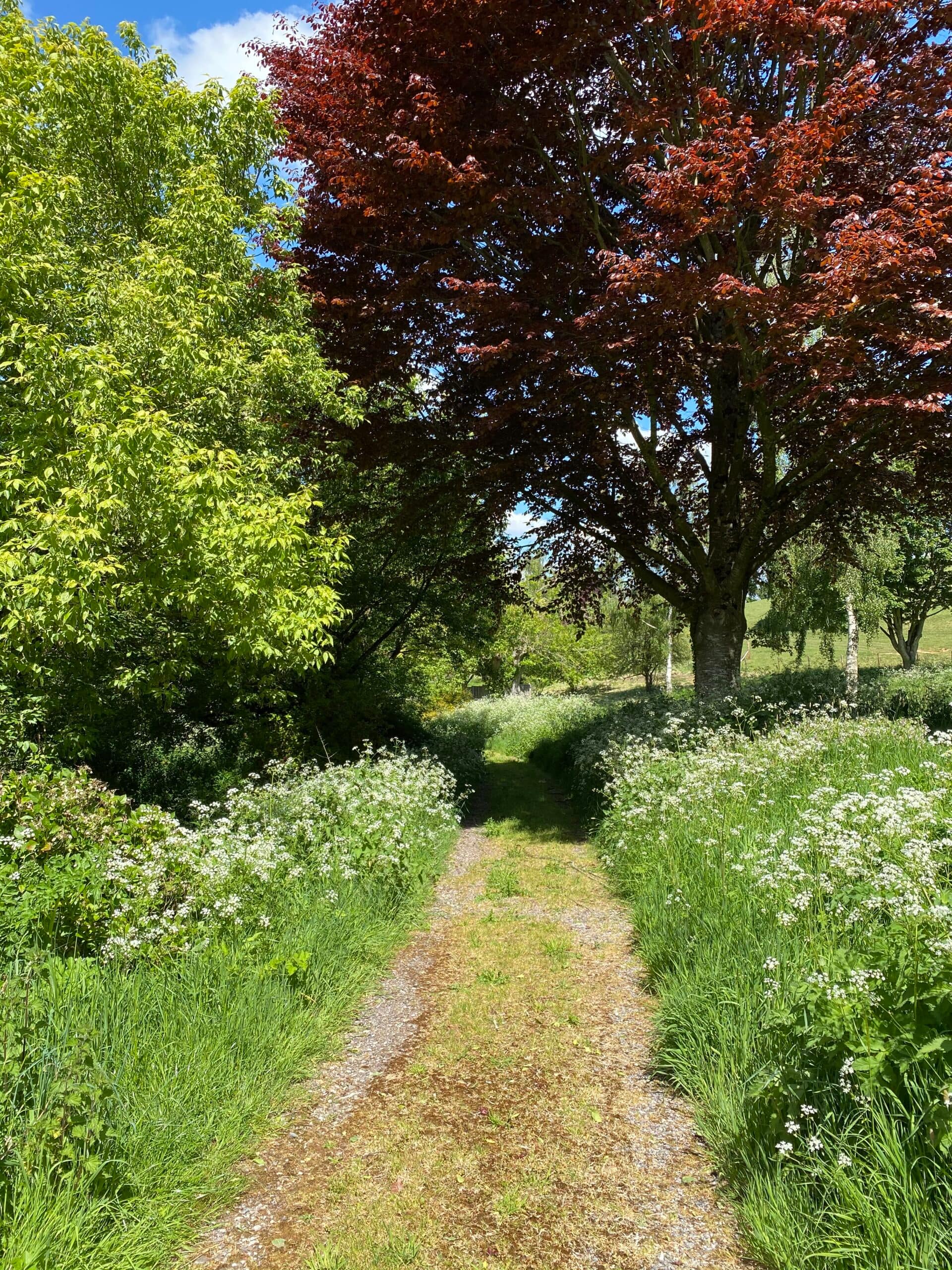 Countryside path through wildflowers and trees at Batcombe Vale Campsite with a red-leaved tree in the distance