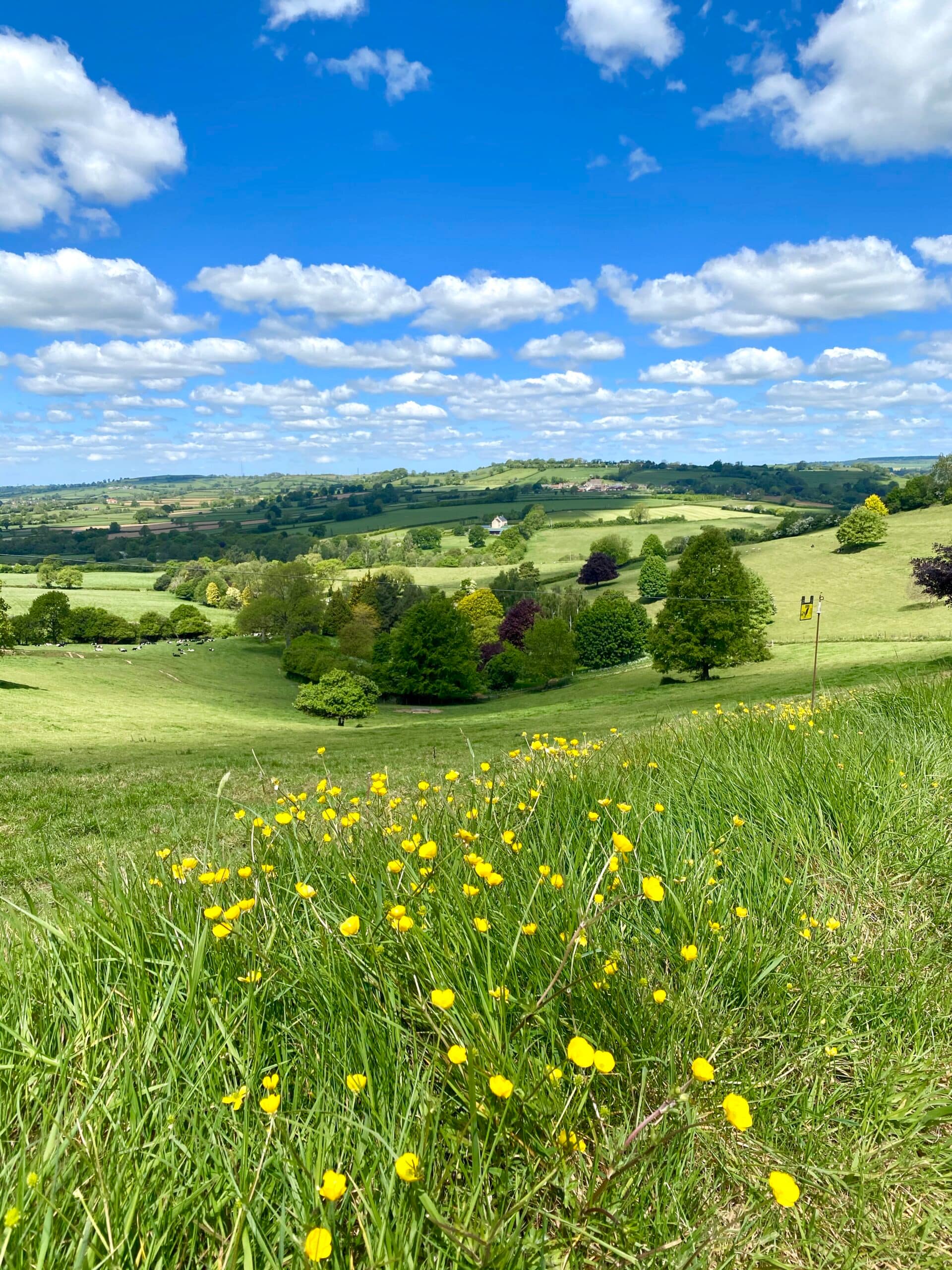 view from hilltop meadow with buttercups and rolling Somerset hills in summer