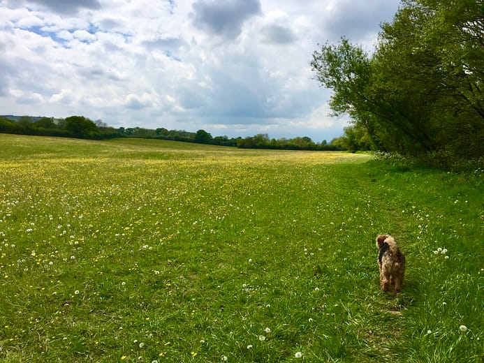 Welsh Terrier dog walking in a field of buttercups near Batcombe Vale Campsite