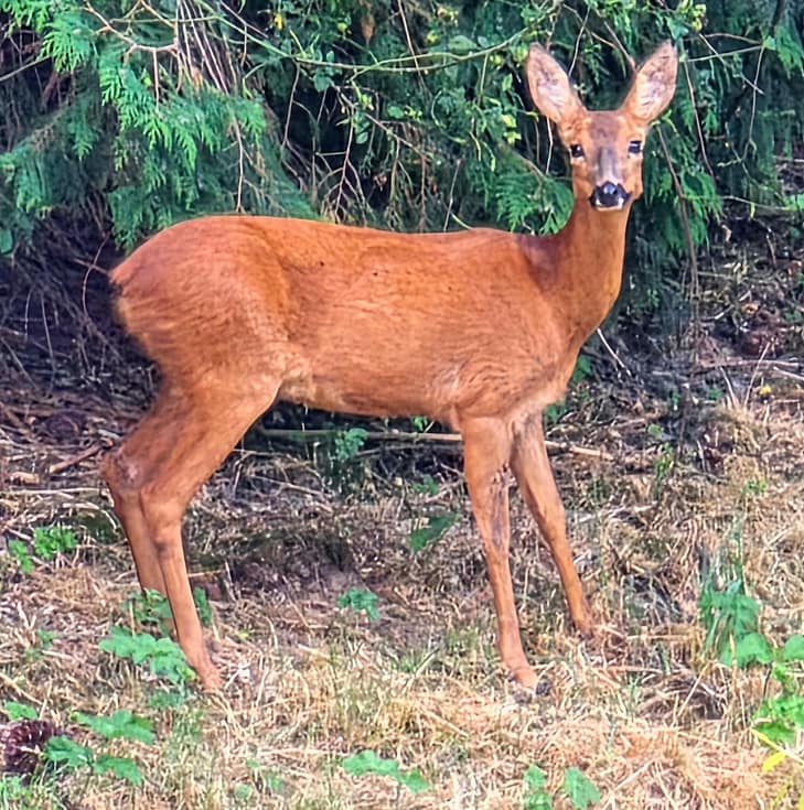 A reddish-brown European roe deer stands in a forest clearing, looking directly toward the camera with large ears perked up.